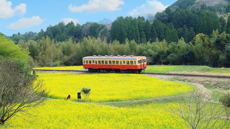 Biển hoa cải vàng rực rỡ ở Nhật Bản