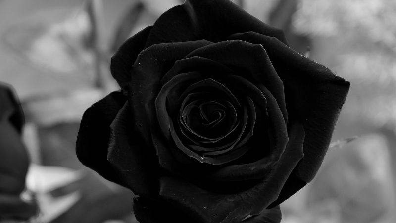 Cách chăm sóc hoa hồng đen