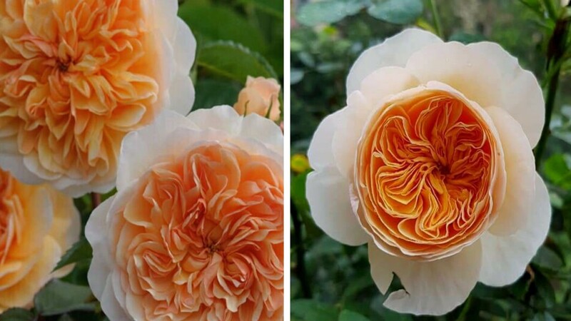 Hoa hồng Juliet có nhiều vitamin và khoáng chất có lợi cho sức khỏe