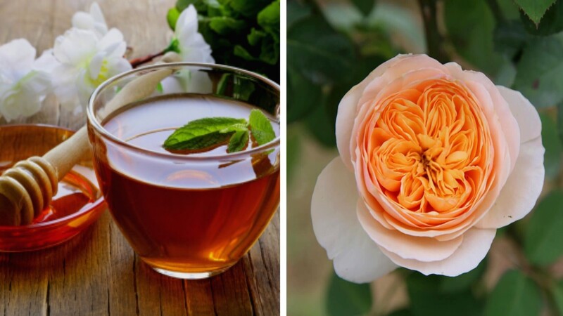 Hoa hồng Juliet có thể dùng làm trà hoa hồng mật ong