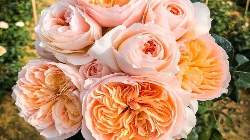 Hoa hồng Juliet đẹp kiêu sa