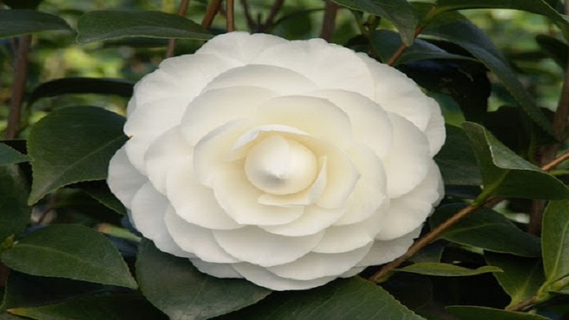 Hoa hồng trà trắng