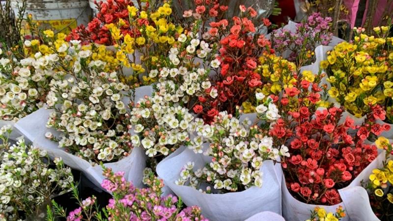 Hoa thanh liễu có nhiều màu sắc