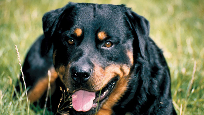 Chó Rottweiler có nguồn gốc từ Đức, với ngoại hình mạnh mẽ, cao lớn, khỏe khoắn