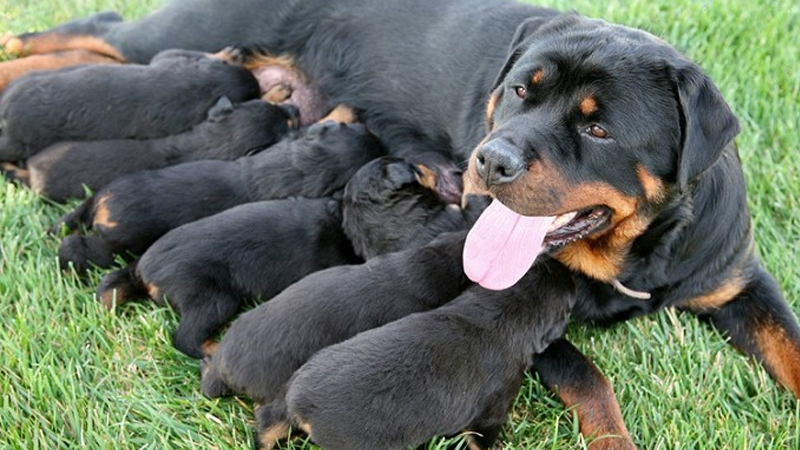 Những cô chó Rottweiler thường rất “mắn đẻ”