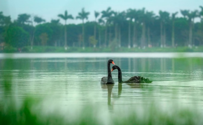 Công viên Hồ Thiên Nga tại Eco Central Park sẽ là công viên thứ 2 có thiên nga sinh sống, sau công viên Hồ Thiên Nga tại Ecopark Hưng Yên.