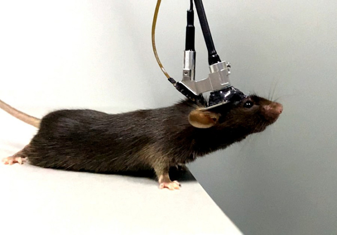 Một con chuột đeo kính hiển vi ba photon do Đại học Bắc Kinh phát triển đang khám phá môi trường xung quanh nó. Ảnh: Xinhua