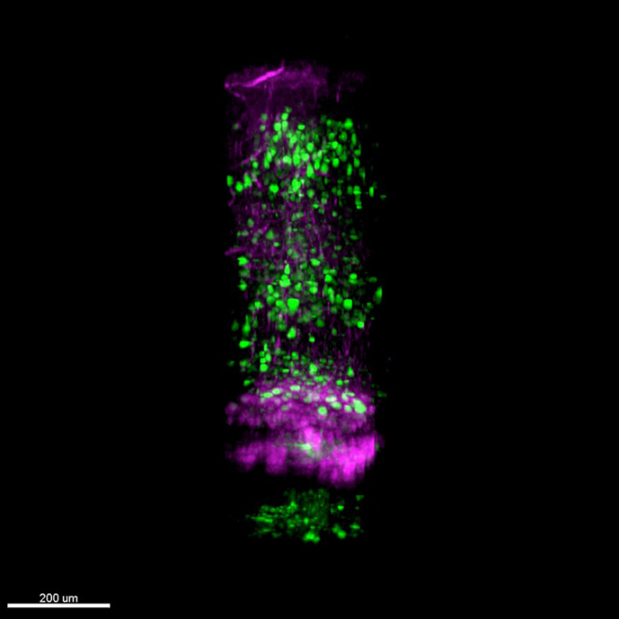 Hình ảnh chụp bởi kính hiển vi ba photon cho thấy vỏ não và vùng hồi hải mã trong não sâu của chuột, với các đốm màu xanh lá cây hiển thị tín hiệu canxi huỳnh quang của tế bào thần kinh. Ảnh: Xinhua