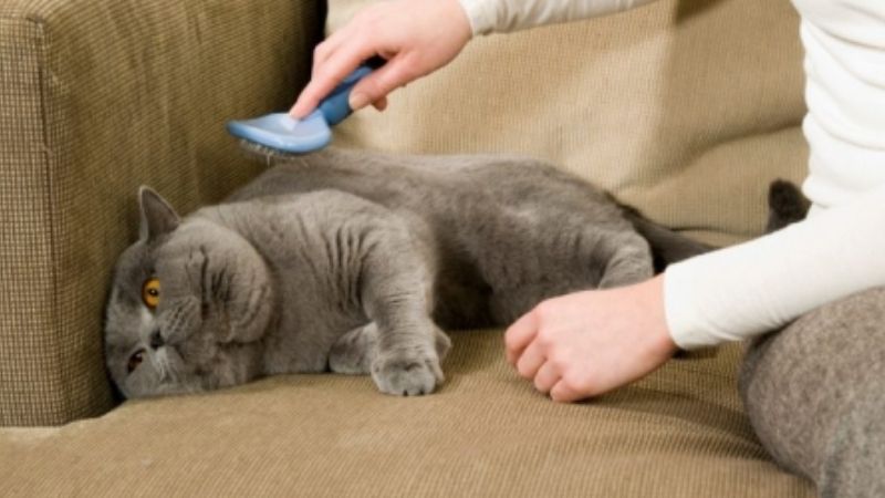Chải lông cho mèo