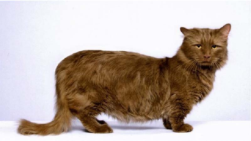 Mèo Munchkin lông Socola