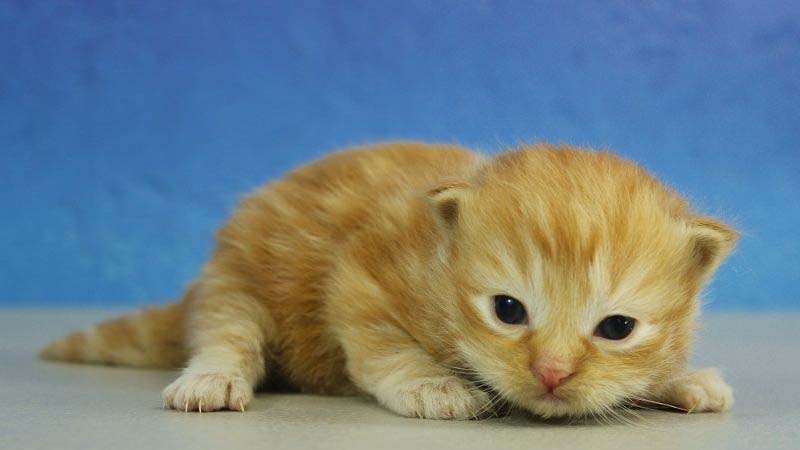 Mèo Munchkin dưới 1 tháng tuổi