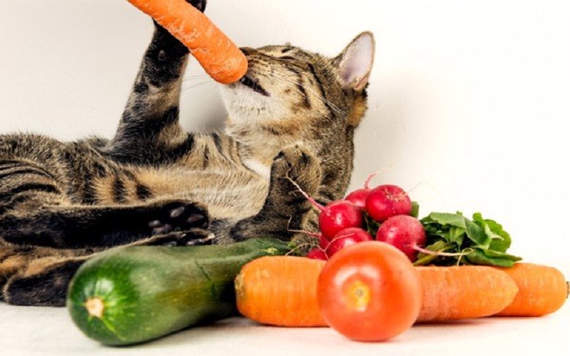 Rau củ quả là thực phẩm tốt cho mèo