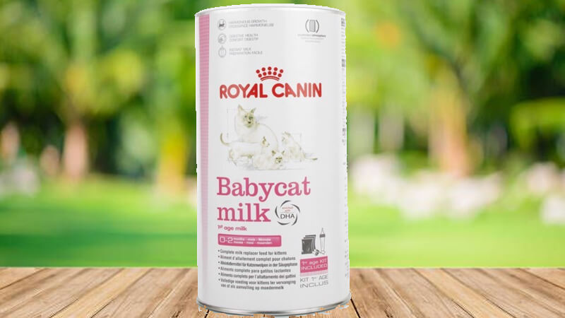 Sữa Royal Canin Babycat Milk