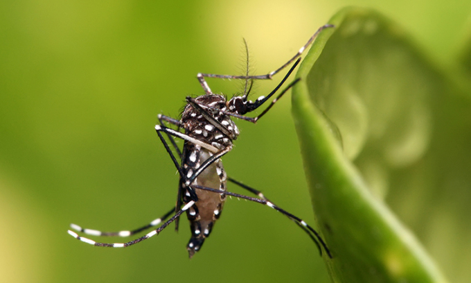 Muỗi vằn là vật trung gian lây truyền nhiều bệnh nguy hiểm. Ảnh: Wikipedia
