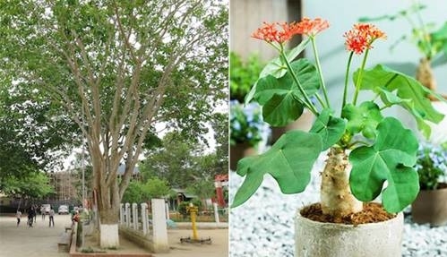 Cây ngô đồng trong trường Phổ thông dân tộc nội trú - THCS huyện Quỳ Châu, có 37 học sinh bị ngộ độc do ăn hạt cây này, năm 2017. Ảnh: Kế Kiên
