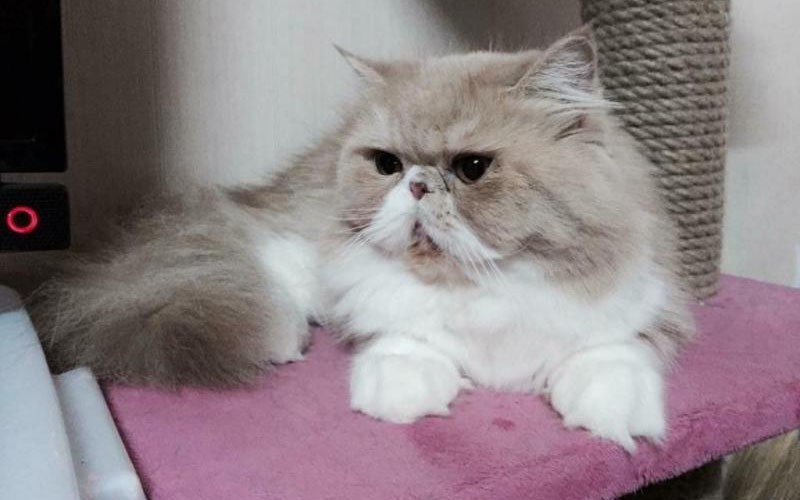 Mèo Ba Tư thuần chủng (truyền thống, hay còn gọi là mèo mặt tịt)