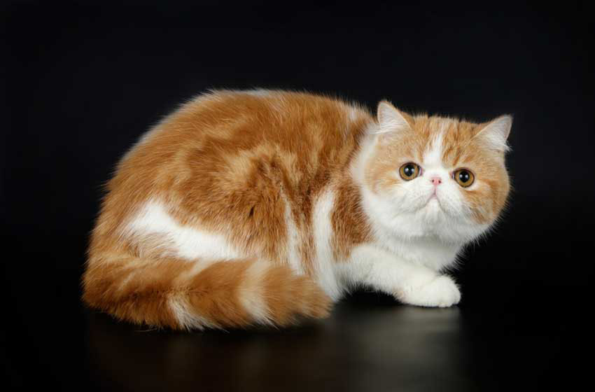 Mèo Exotic (hay mèo Ba Tư lông ngắn)