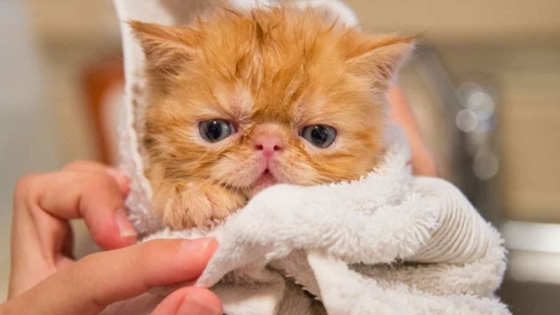 Tắm cho mèo khoảng 1 tuần 1 lần