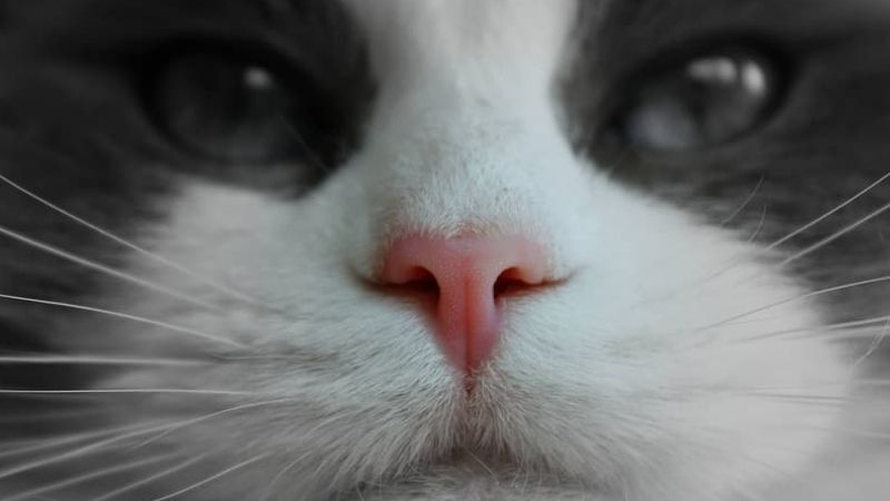 Mũi của mèo giống như vân tay của con người vậy
