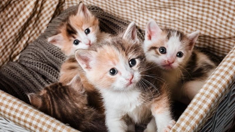 Trào lưu nuôi mèo ngày càng được giới trẻ yêu thích