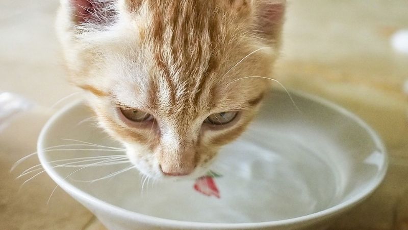 Mèo có thể uống nước biển để giữ nước