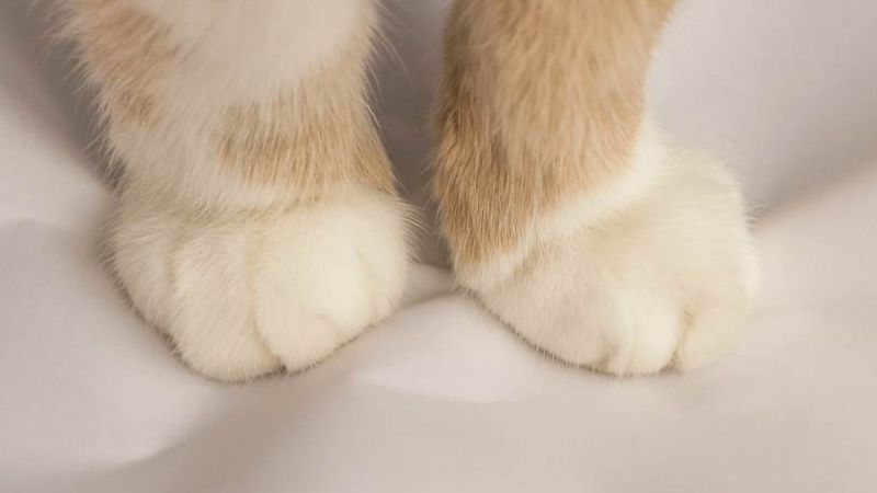 Mèo có số lượng ngón chân khác nhau trên các bàn chân