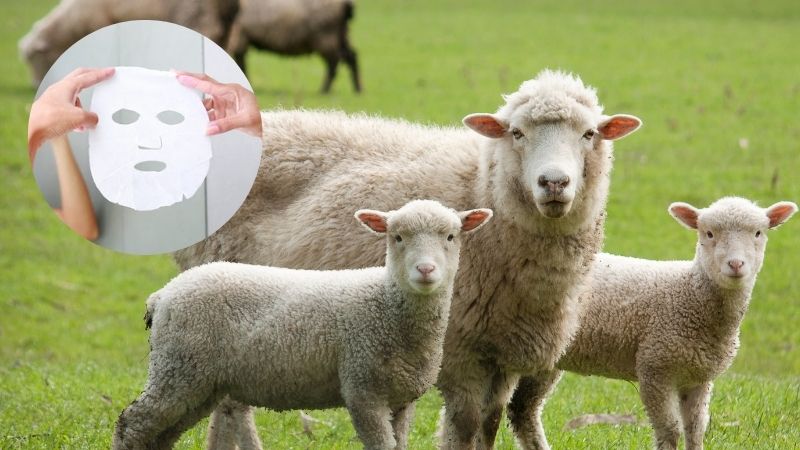 Mặt nạ nhau thai cừu Hàn Quốc có tác dụng làm trắng da không?
