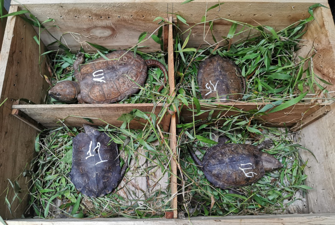 4 trong số 59 cá thể rùa được giải cứu. Ảnh: SVW