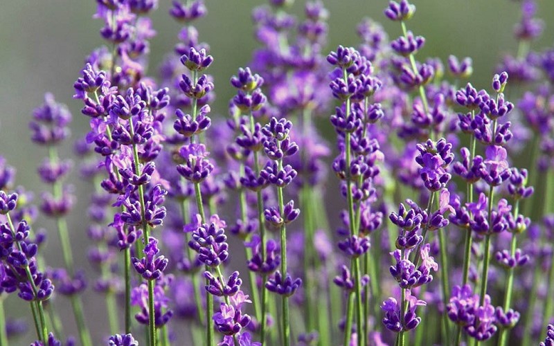 Oải hương lavendin