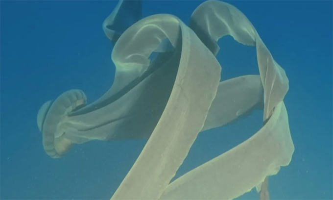 Ghi hình sứa ma khổng lồ ở vùng biển gần châu Nam Cực - 1