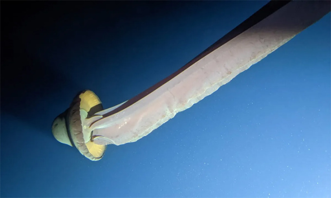 Ghi hình sứa ma khổng lồ ở vùng biển gần châu Nam Cực