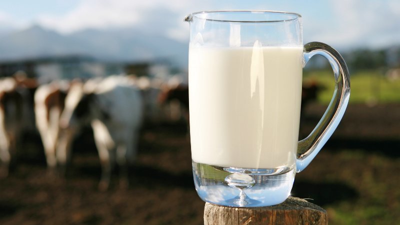 Nên uống sữa tươi không đường vào thời điểm nào trong ngày?