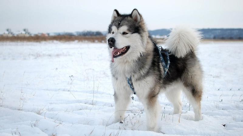 Chó Alaska màu lông xám – trắng