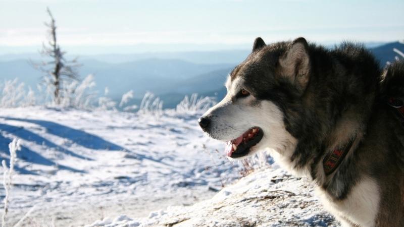 Các vấn đề về sức khoẻ chó Alaska thường gặp