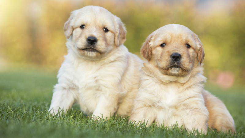 Golden là giống chó có kích thước trung bình