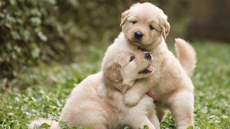 Đối với chó Golden nhập khẩu từ Thái Lan thì giá khoảng 9-15 triệu đồng/ bé