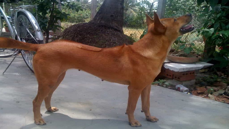 Thân hình cân đối của chó Phú Quốc