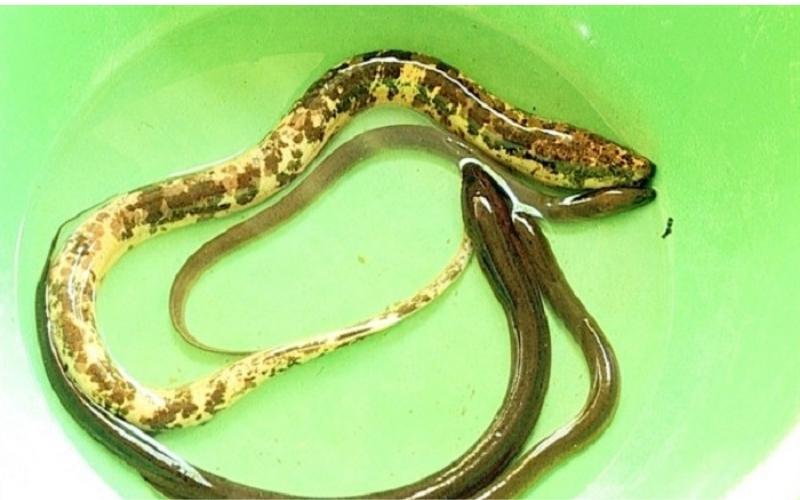Cách phân biệt con lươn và con rắn