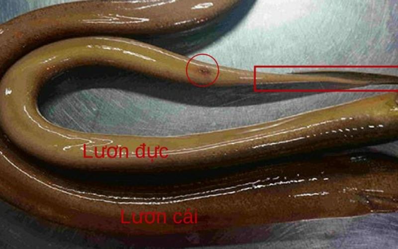 Cách phân biệt lươn đực và lươn cái