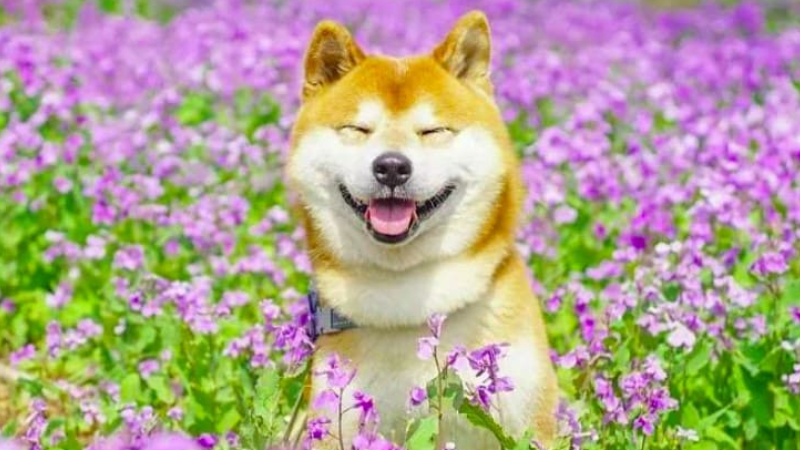 Đặc điểm ngoại hình của chó Shiba