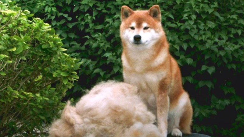 Chăm sóc lông cho chó Shiba