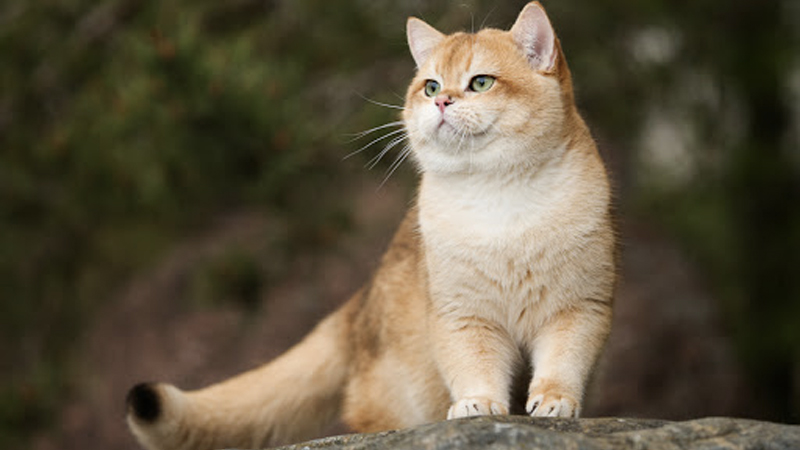 Mèo Golden thuần chủng