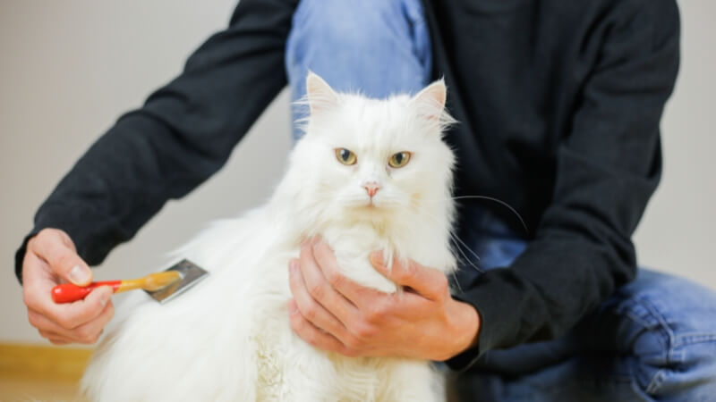 Cách chăm sóc, vệ sinh mèo Angora Thổ Nhĩ Kỳ
