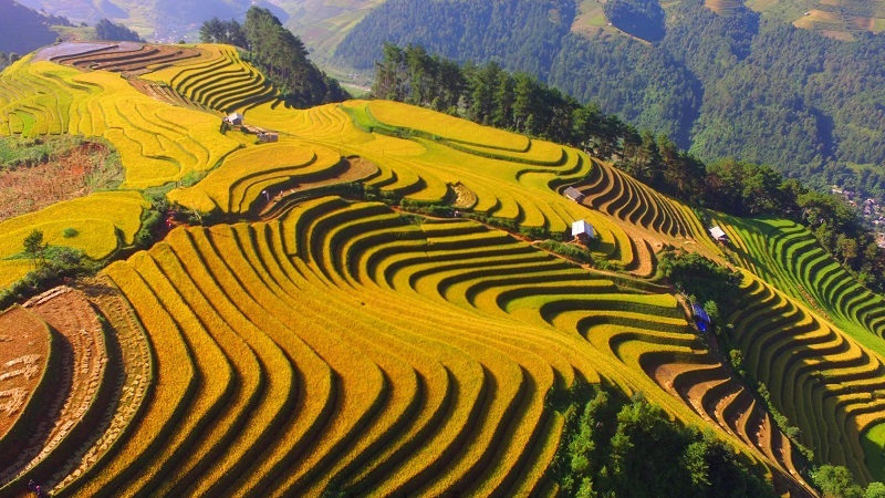 Du lịch Mù Cang Chải vào những tháng 9 - 10 để ngắm những ruộng lúa bậc thang chín vàng.