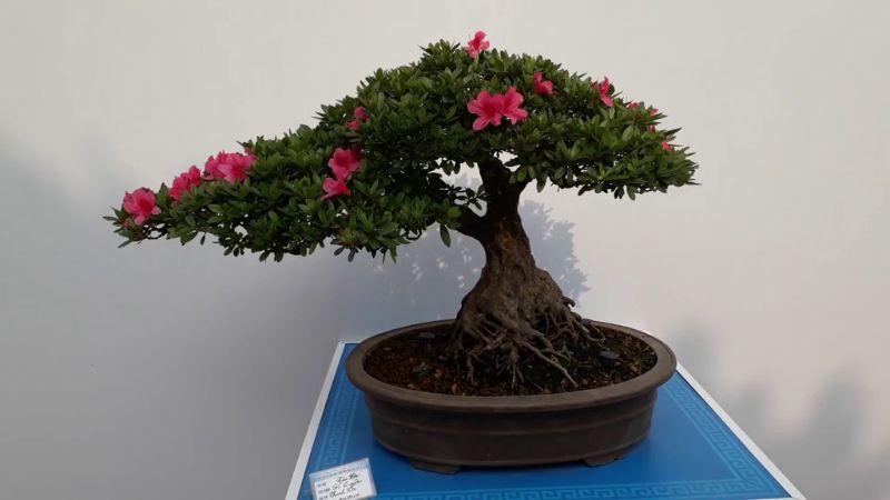 Bonsai mini Hoa Đỗ Quyên