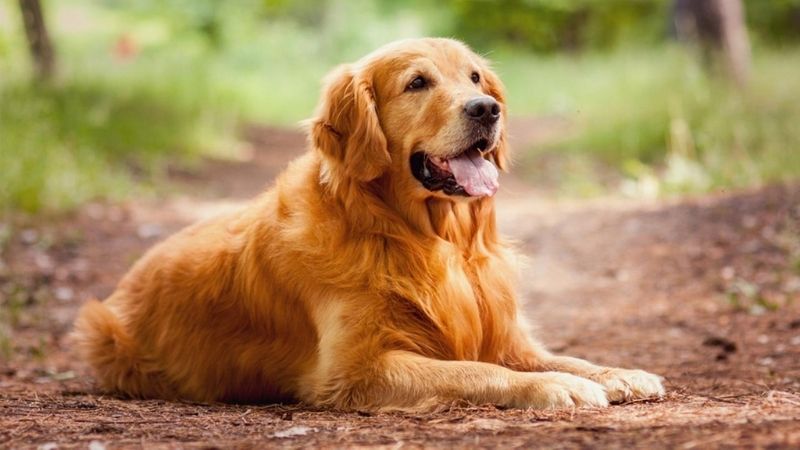 Chó Golden Ritriever