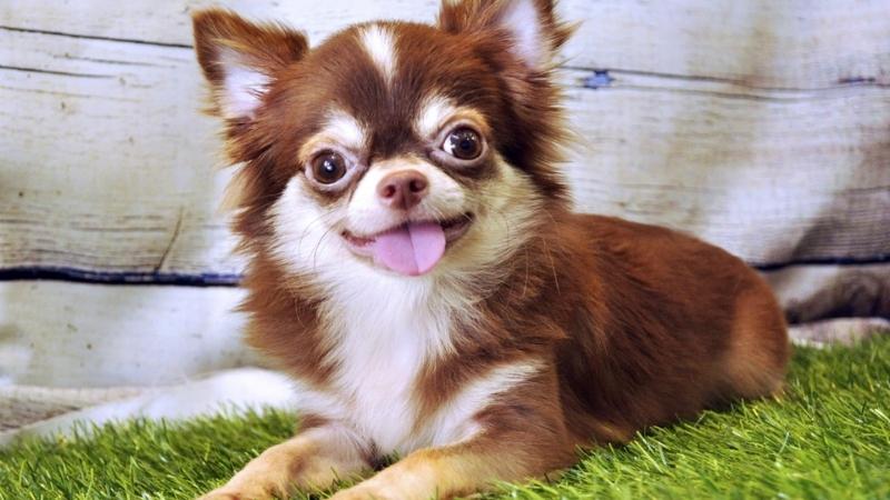 Chó Chihuahua lông xù