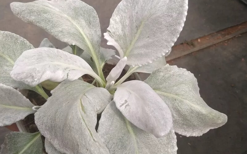 Cây Thiên Thần Tuyết có lá màu bạc cực đẹp