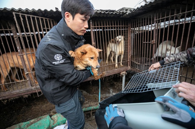 Nhân viên HSI đang giải cứu 200 con chó trong trại ở TP Asan, hôm 7/3. Ảnh: HSI