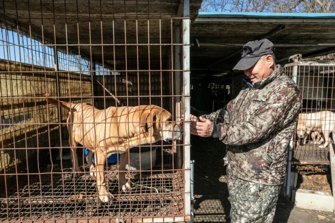 Ông Yang Jong-tae - chủ trại chó nuôi lấy thịt ở thành phố Asan, chia tay những chú chó của mình trước khi đóng cửa hoàn toàn hôm 7/3. Ảnh: HSI